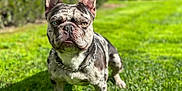 Gucci joined the competition — help win amazing prizes! animal, brindle, canine, chain, closeup, collar, cute, dog, ears, expression, french_bulldog, grass, greenery, nature, outdoor, pet, portrait, snout, standing, sunlight