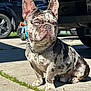 Gucci is registered to the contest to win money with this photo: animal, canine, chain_collar, close_up, concrete, dog, domestic_animal, driveway, ears_up, french_bulldog, heterochromia, merle_coat, outdoor, pet, portrait, shadow, sitting, sunlight, tricycle, vehicle