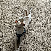 Bubba is registered to the contest to win money with this photo: animal, canine, carpet, companion, cute, dog, domestic, ears, floor, furniture, harness, home, household, indoor, laying_down, light_coat, pet, relaxed, resting, small_dog