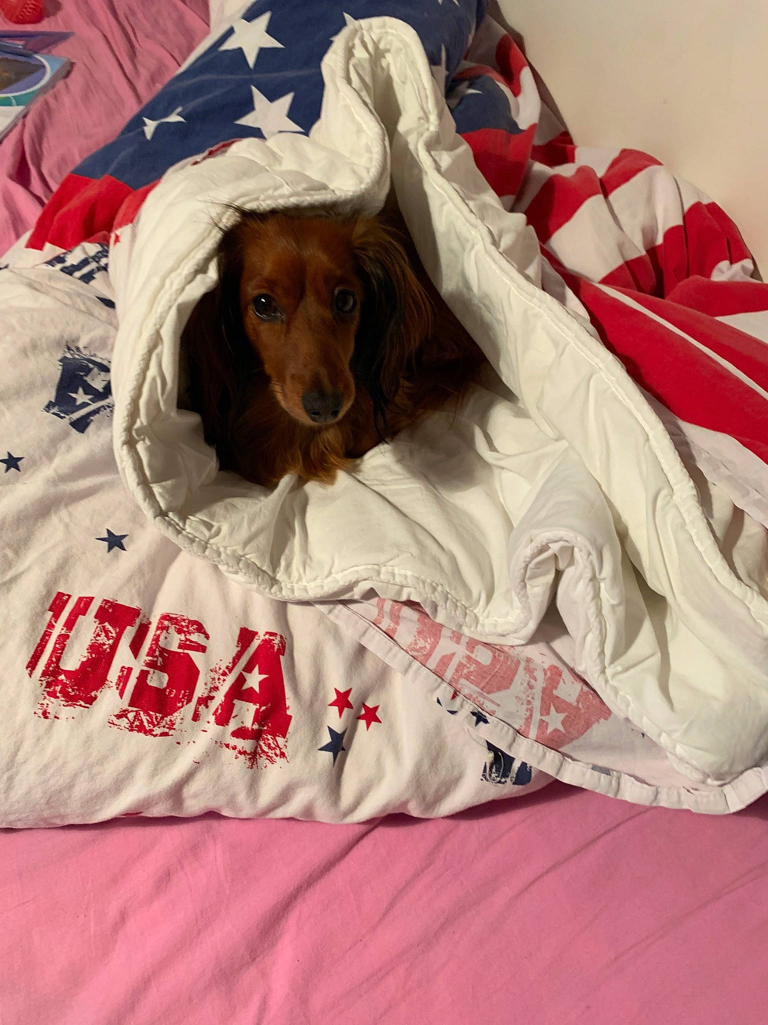 Carmen a rejoint le concours — aidez-le/la à gagner de superbes lots ! canidae, carnivore, companion_dog, dachshund, dog, dog_breed, irish_setter, linens, spaniel, sporting_group