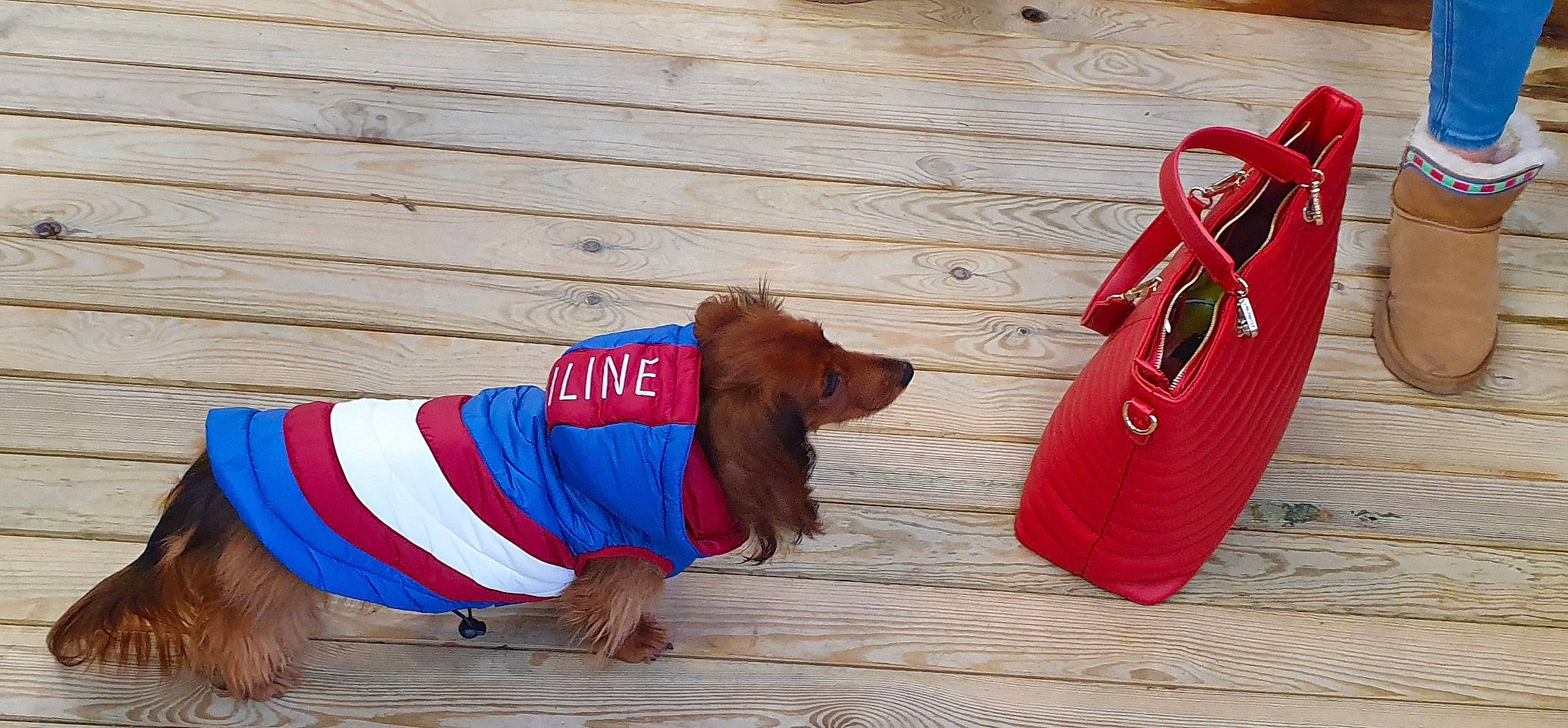 Carmen a rejoint le concours — aidez-le/la à gagner de superbes lots ! canidae, carnivore, companion_dog, dachshund, dog, dog_breed, dog_clothes, dog_collar, dog_supply, hound, leash, red, snout, sporting_group