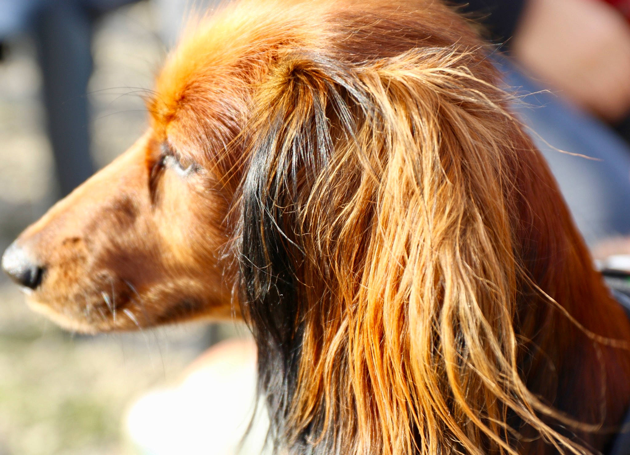 Carmen a rejoint le concours — aidez-le/la à gagner de superbes lots ! canidae, carnivore, companion_dog, dog, dog_breed, fur, hair, irish_setter, liver, long_hair, mammal, rare_breed_dog, saluki, setter, snout, sporting_group, vertebrate