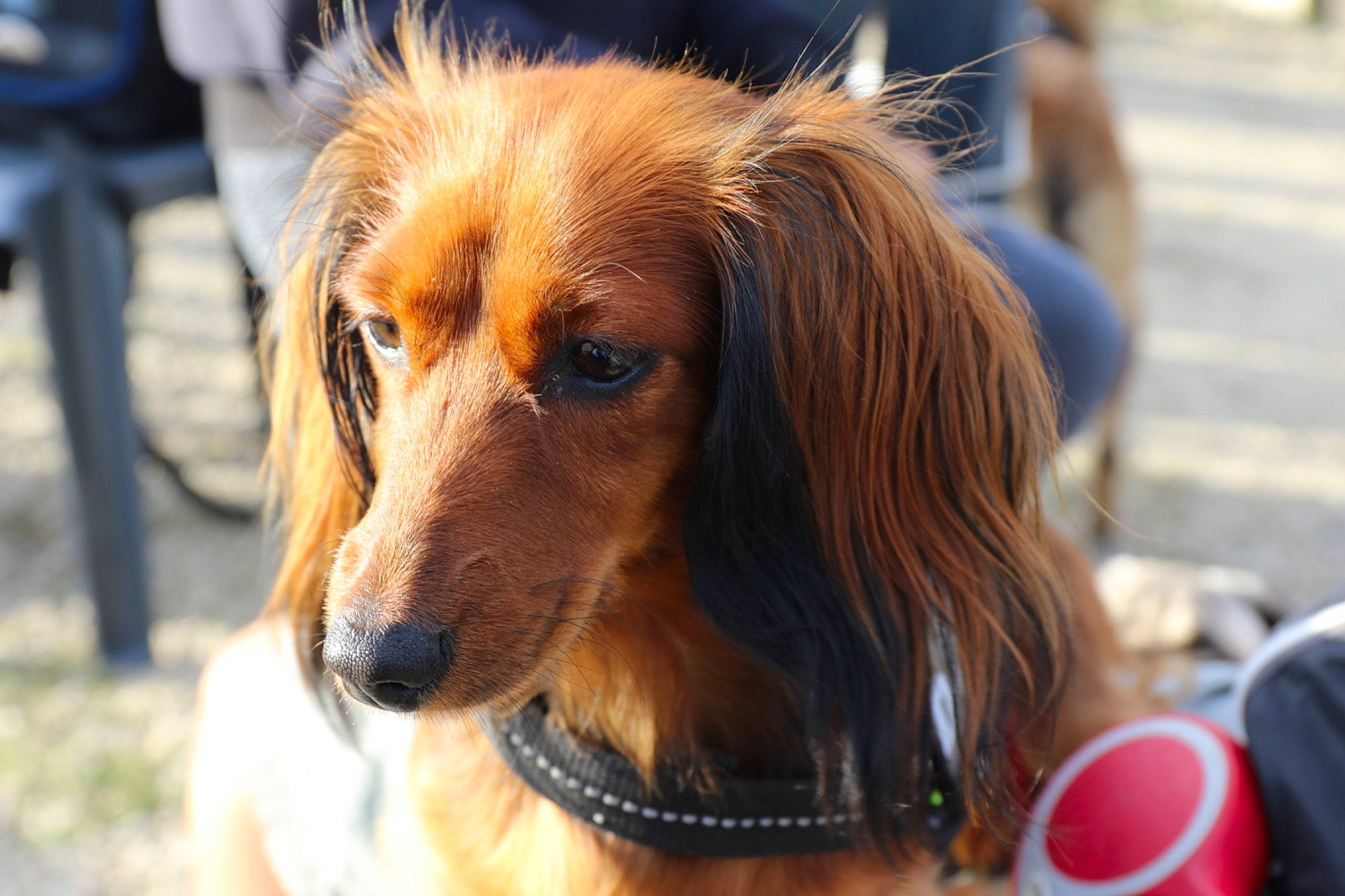 Carmen participe au concours pour gagner de l'argent avec cette photo : canidae, carnivore, companion_dog, dog, dog_breed, long_hair, mammal, rare_breed_dog, saluki, snout, sporting_group, vertebrate