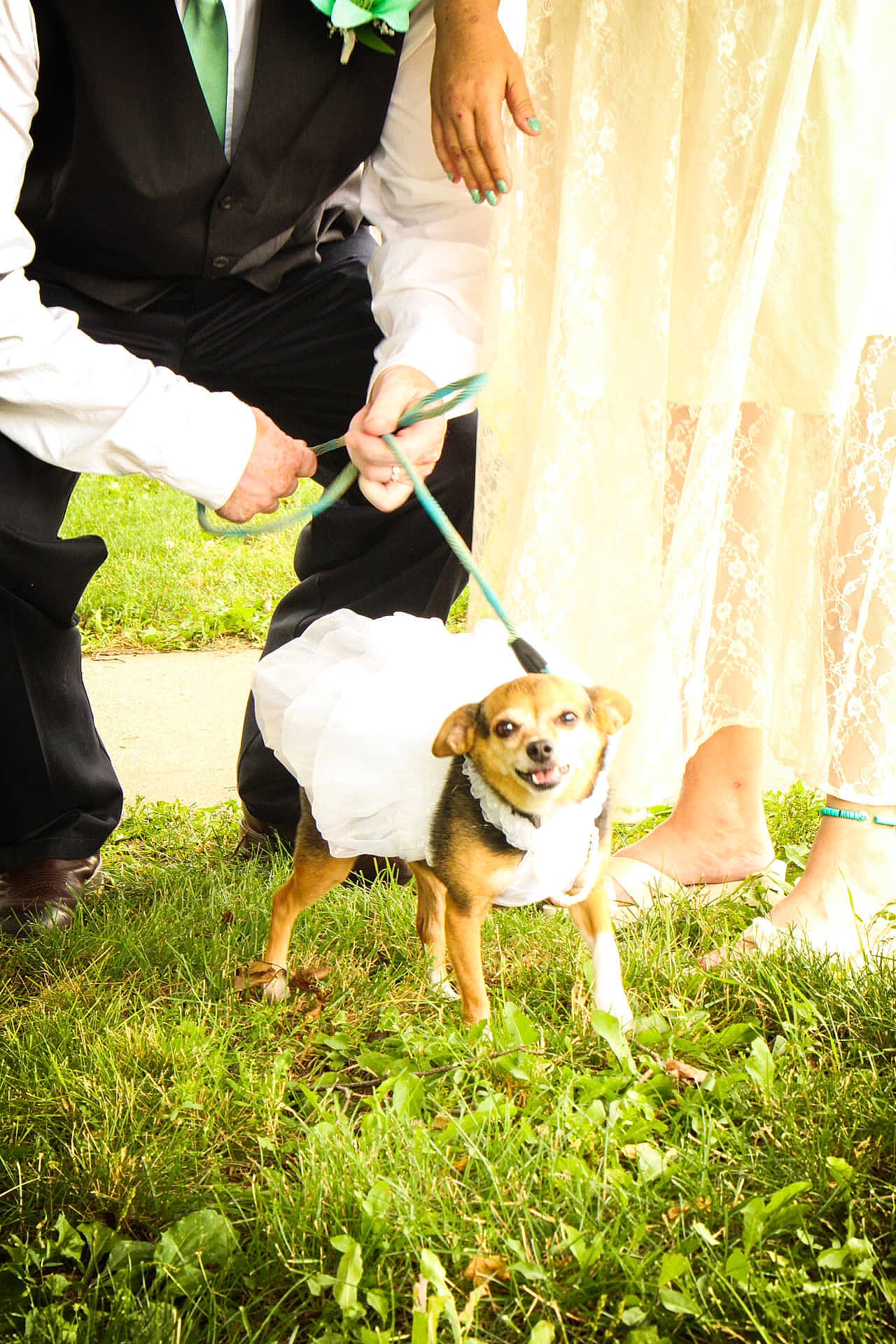 Tiana is registered to the contest to win money with this photo: canidae, carnivore, companion_dog, curtain, dog, dog_breed, event, fashion_accessory, fawn, formal_wear, gesture, grass, happy, people_in_nature, plant, sitting, sporting_group, sunglasses, terrier, toy_dog