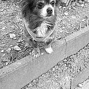 Nikita participe au concours pour gagner de l'argent avec cette photo : dog, small_dog, outdoor, tree, stone_ledge, fur, pet, animal, ears, alert, nature, black_and_white, canine, ground, bark, leaves, portrait, cute, standing, texture