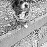 dog, small_dog, outdoor, tree, stone_ledge, fur, pet, animal, ears, alert, nature, black_and_white, canine, ground, bark, leaves, portrait, cute, standing, texture