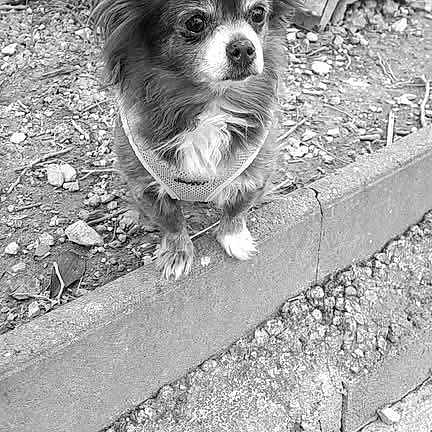 Nikita participe au concours pour gagner de l'argent avec cette photo : dog, small_dog, outdoor, tree, stone_ledge, fur, pet, animal, ears, alert, nature, black_and_white, canine, ground, bark, leaves, portrait, cute, standing, texture