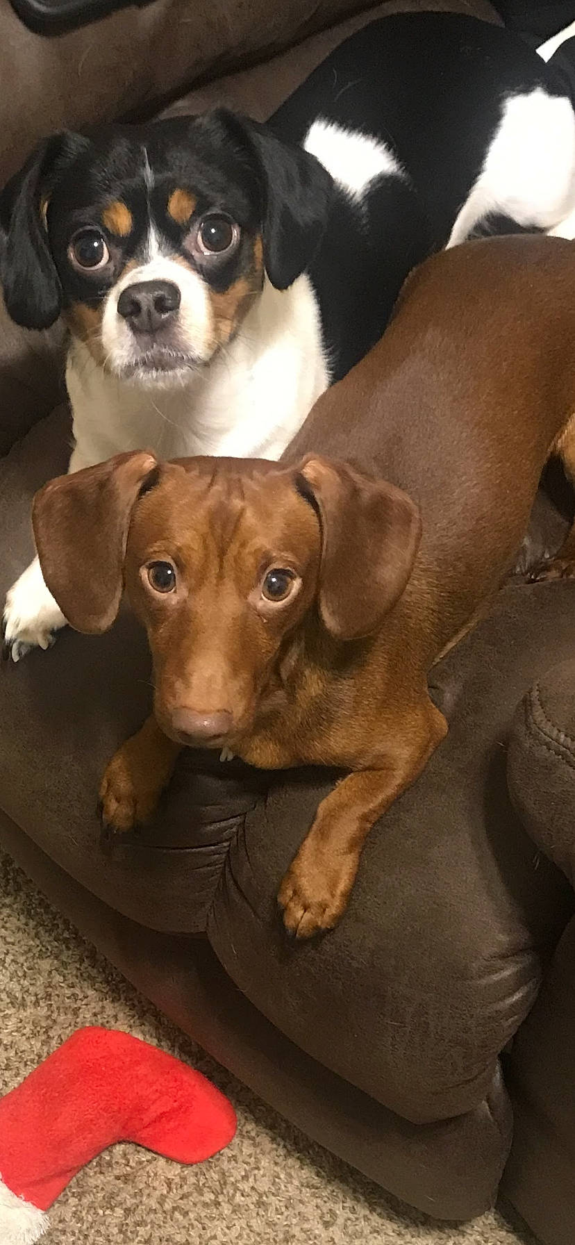 Bandit is registered to the contest to win money with this photo: beagador, canidae, carnivore, companion_dog, dachshund, dog, dog_breed, ear, fawn, mammal, puppy, snout, sporting_group, vertebrate, whiskers