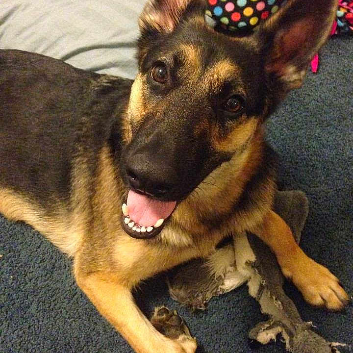 Nala