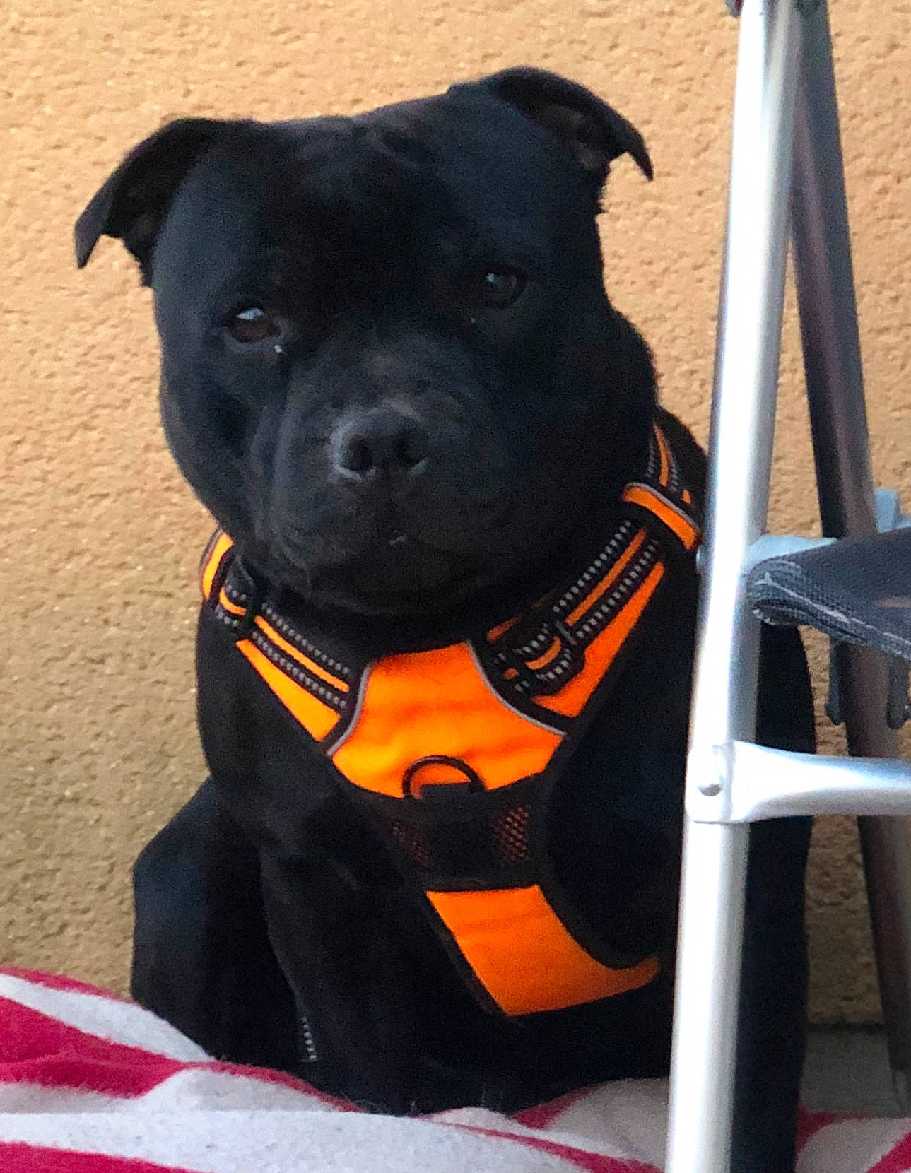 Narko a rejoint le concours — aidez-le/la à gagner de superbes lots ! american_pit_bull_terrier, american_staffordshire_terrier, canidae, carnivore, collar, companion_dog, dog, dog_breed, fawn, mammal, non_sporting_group, rare_breed_dog, snout, sporting_group, staffordshire_bull_terrier, terrier, vertebrate