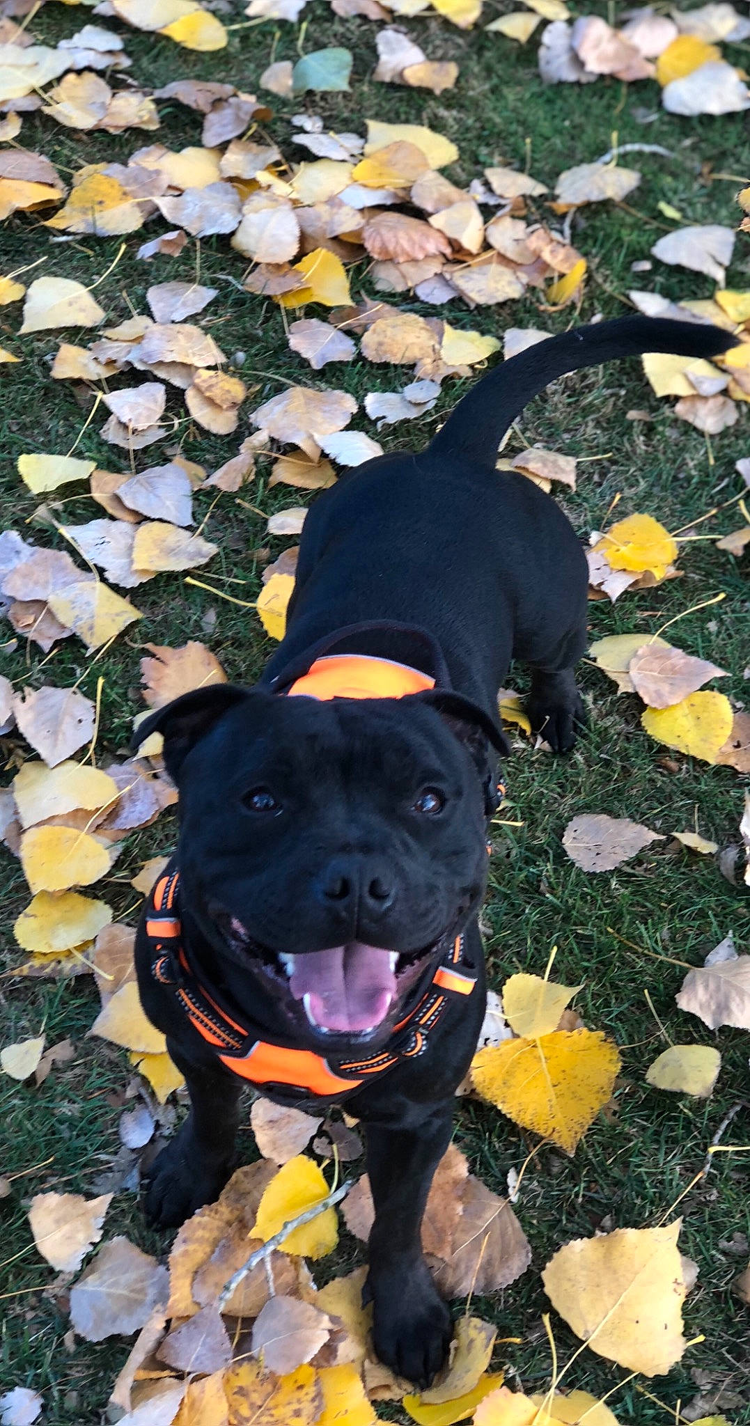 Narko participe au concours pour gagner de l'argent avec cette photo : american_pit_bull_terrier, american_staffordshire_terrier, canidae, carnivore, dog, dog_breed, fawn, non_sporting_group, puppy, rottweiler, snout, sporting_group, staffordshire_bull_terrier