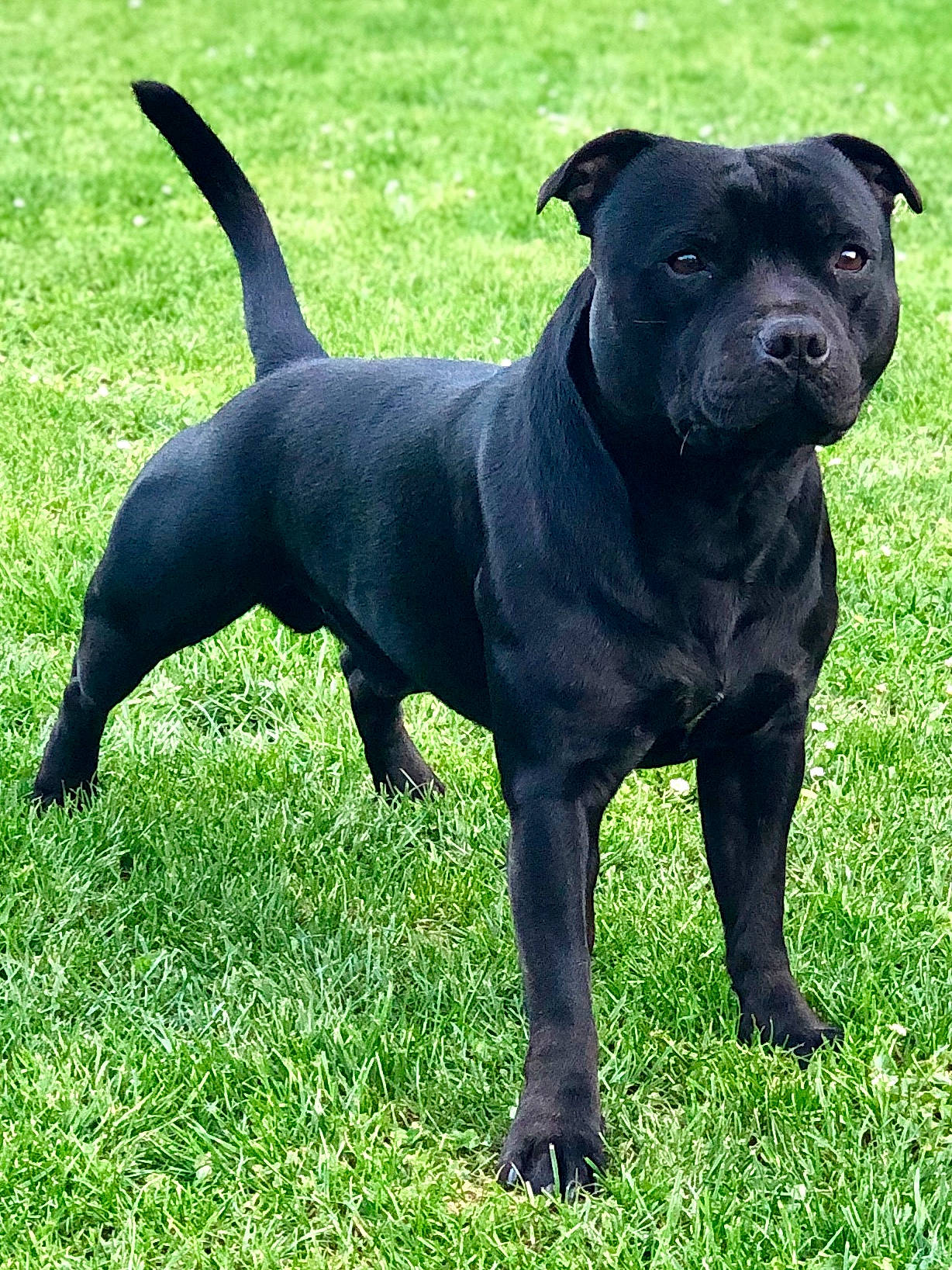 Narko a rejoint le concours — aidez-le/la à gagner de superbes lots ! alaunt, american_pit_bull_terrier, american_staffordshire_terrier, bull_and_terrier, canidae, carnivore, companion_dog, dog, dog_breed, mammal, molosser, non_sporting_group, old_english_terrier, plant, rare_breed_dog, snout, sporting_group, staffordshire_bull_terrier, terrier, vertebrate