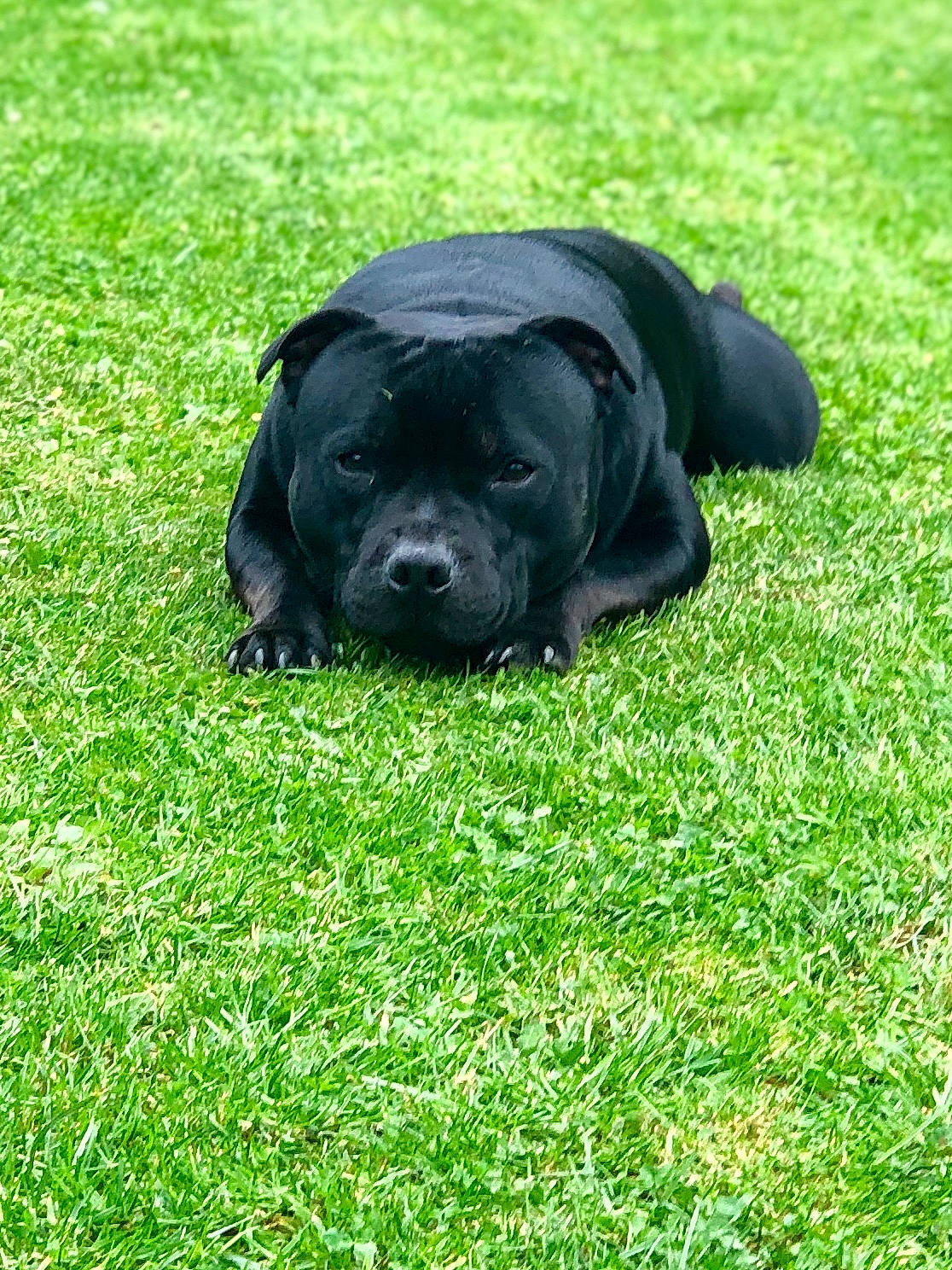 Narko participe au concours pour gagner de l'argent avec cette photo : cane_corso, canidae, carnivore, companion_dog, dog, dog_breed, grass, guard_dog, labrador_retriever, lawn, mammal, plant, puppy, snout, sporting_group, vertebrate