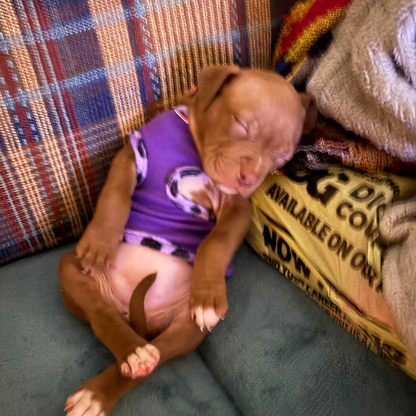Elektra is registered to the contest to win money with this photo: animal, baby, bodypart, canine, clothing, couch, cushion, face, finger, furniture, hand, head, homedecor, person, photography, portrait, purple, shorts, sleeping, t_shirt