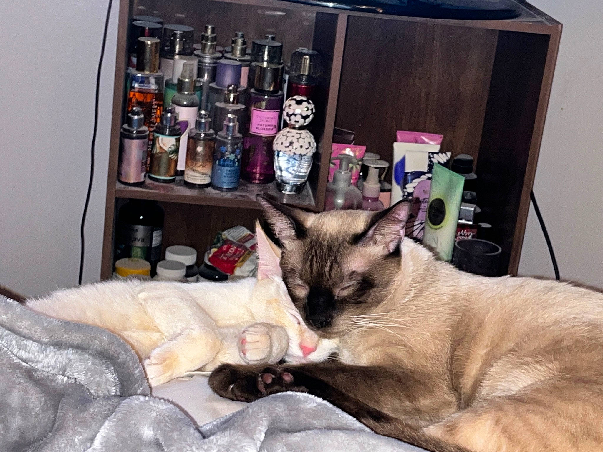 Renji is registered to the contest to win money with this photo: balinese, canidae, carnivore, cat, comfort, couch, domestic_short_haired_cat, fawn, felidae, fur, linens, room, shelf, siamese, small_to_medium_sized_cats, thai, tonkinese, toy, whiskers