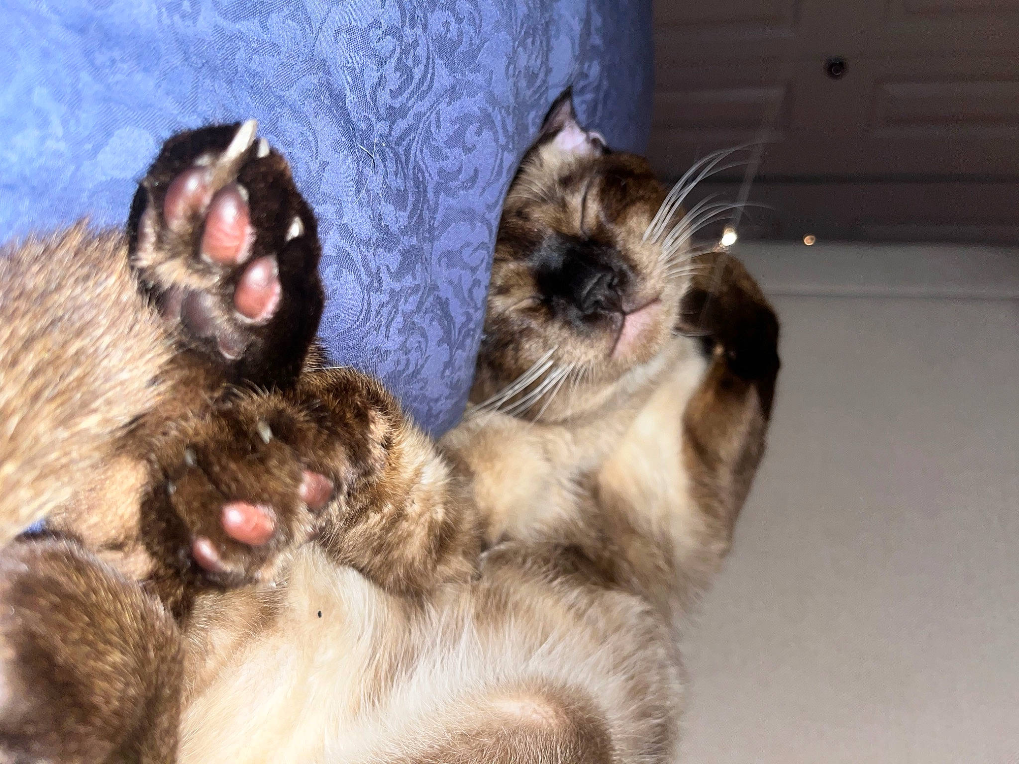 Renji is registered to the contest to win money with this photo: canidae, carnivore, cat, claw, dog_breed, domestic_short_haired_cat, fawn, felidae, fur, paw, small_to_medium_sized_cats, snout, tail, terrestrial_animal, whiskers, wildlife