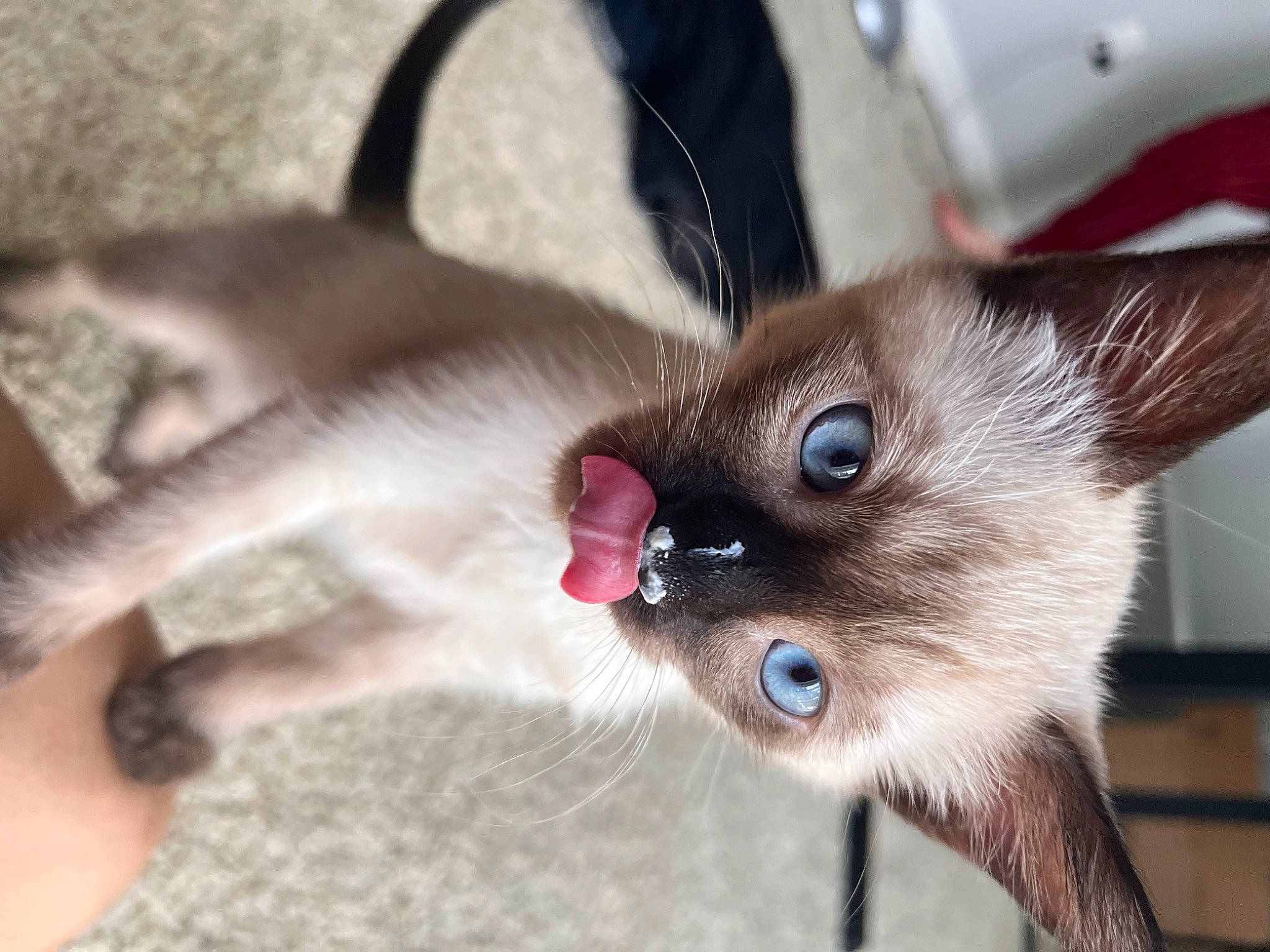 Renji is registered to the contest to win money with this photo: balinese, carnivore, cat, domestic_short_haired_cat, fang, fawn, felidae, fur, paw, siamese, small_to_medium_sized_cats, snout, terrestrial_animal, thai, whiskers