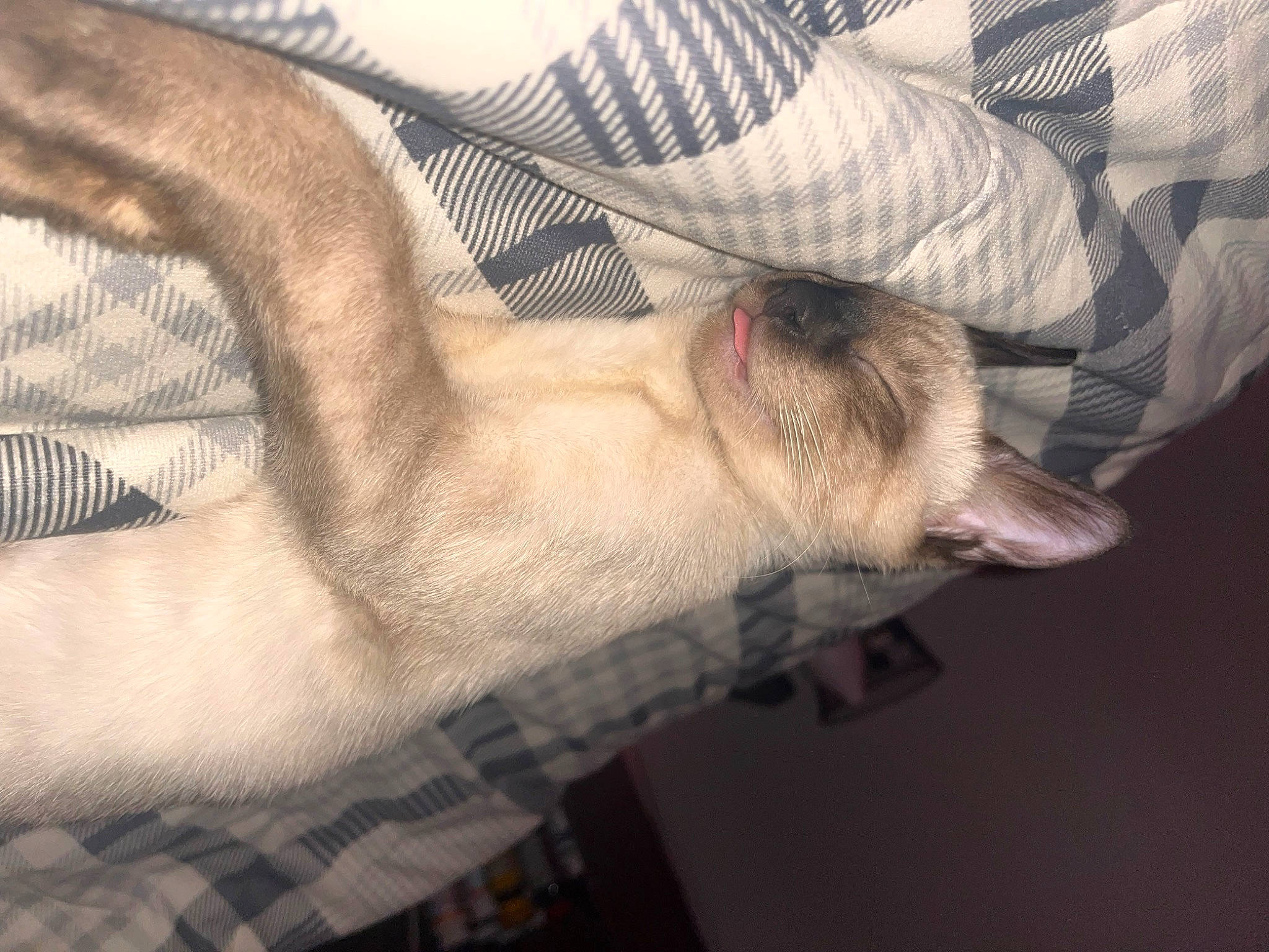 Renji is registered to the contest to win money with this photo: carnivore, cloud, comfort, companion_dog, dog, dog_breed, eye, fawn, felidae, foot, gesture, grey, human_leg, knee, leg, nail, small_to_medium_sized_cats, snout, thigh, whiskers