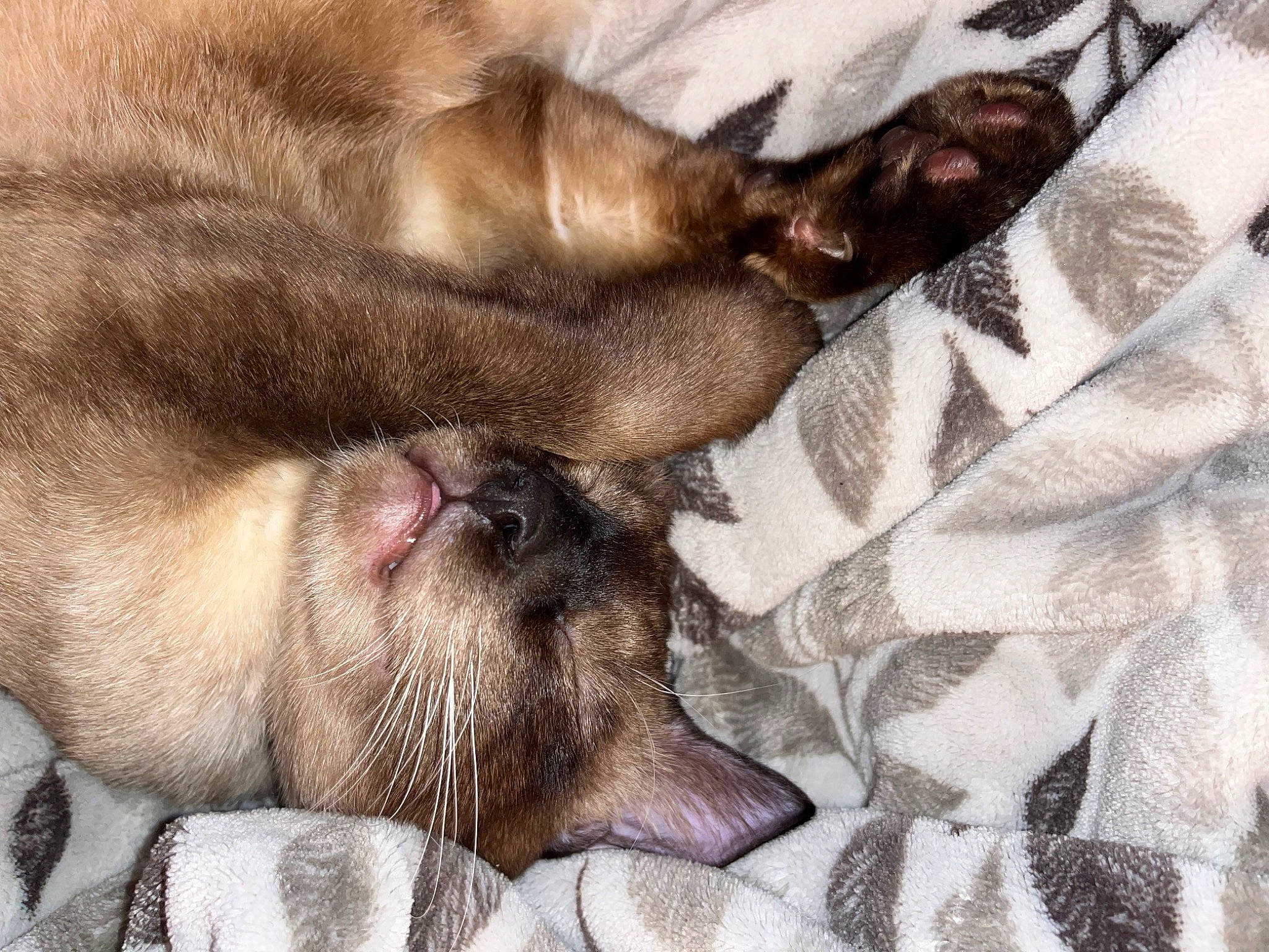 Renji joined the competition — help win amazing prizes! canidae, carnivore, comfort, dog, dog_breed, fawn, felidae, fur, liver, snout, sporting_group, whiskers, wildlife, working_animal