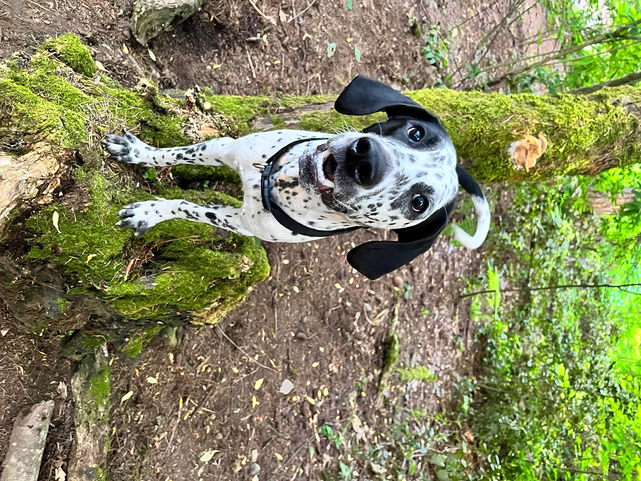 Reginald joined the competition — help win amazing prizes! adventure, art, bone, carnivore, dog, dog_breed, grass, helmet, lawn_ornament, personal_protective_equipment, plant, sculpture, skull, snout, soil, sporting_group, tree, trunk, wood, working_animal