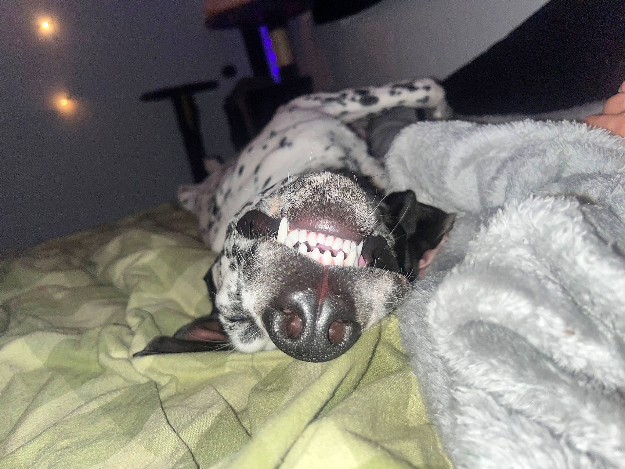 Reginald joined the competition — help win amazing prizes! bedding, canidae, carnivore, comfort, companion_dog, dog, dog_breed, fang, fawn, fur, grey, guard_dog, jaw, linens, nap, small_to_medium_sized_cats, snout, sporting_group, terrestrial_animal, whiskers