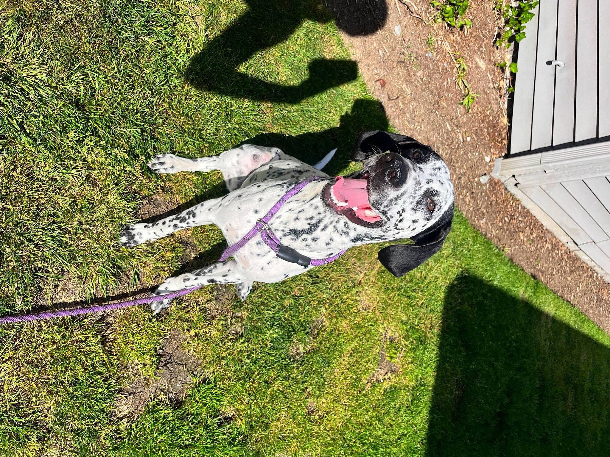 Reginald joined the competition — help win amazing prizes! canidae, carmine, dog_breed, garden, grass, grassland, lawn, leaf, leisure, people_in_nature, plant, recreation, shadow, shrub, sidewalk, soil, sporting_group, tail, toy, tree