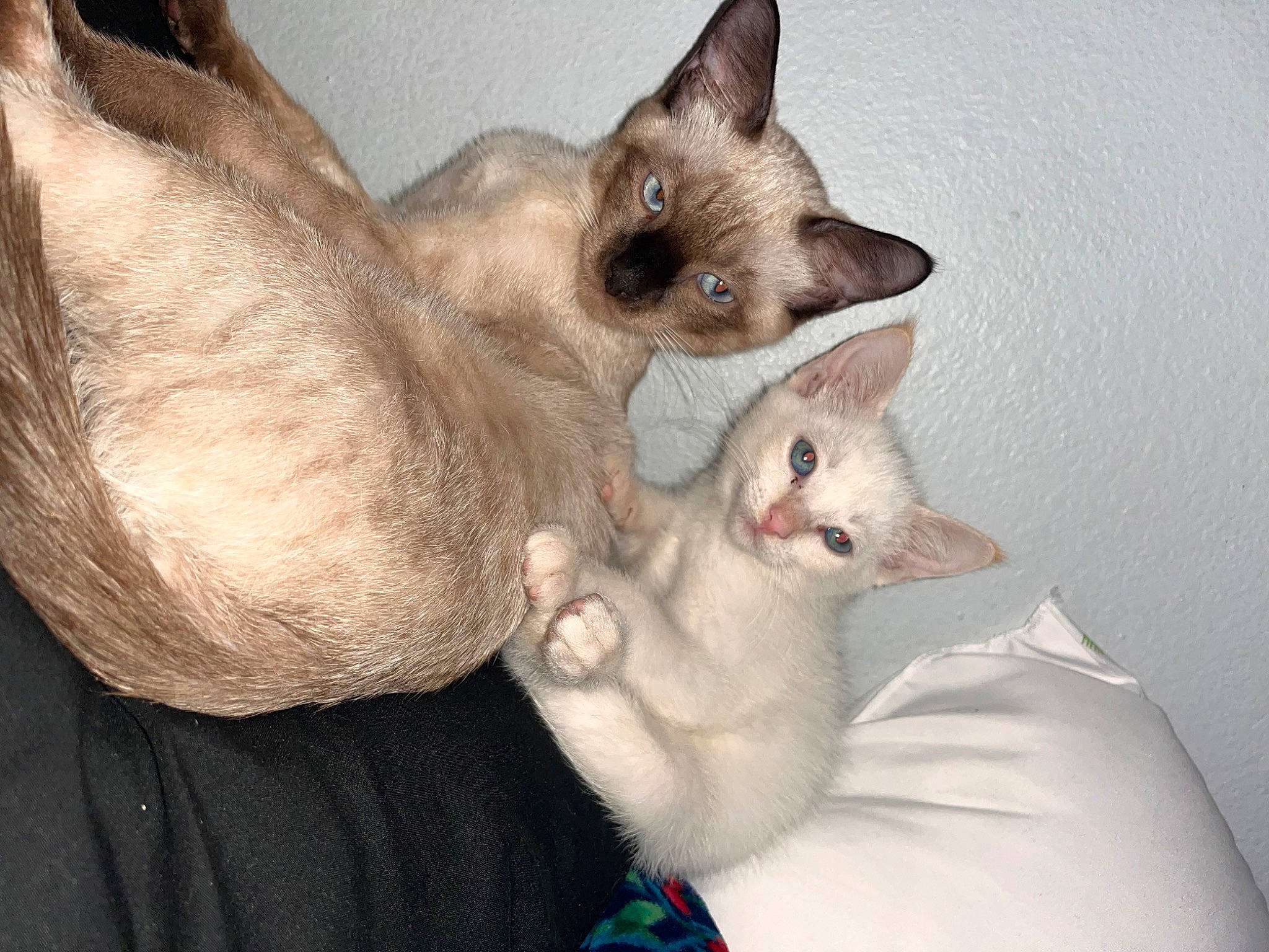 Momo is registered to the contest to win money with this photo: balinese, carnivore, cat, comfort, domestic_short_haired_cat, ear, fawn, felidae, fur, paw, siamese, small_to_medium_sized_cats, snout, thai, whiskers