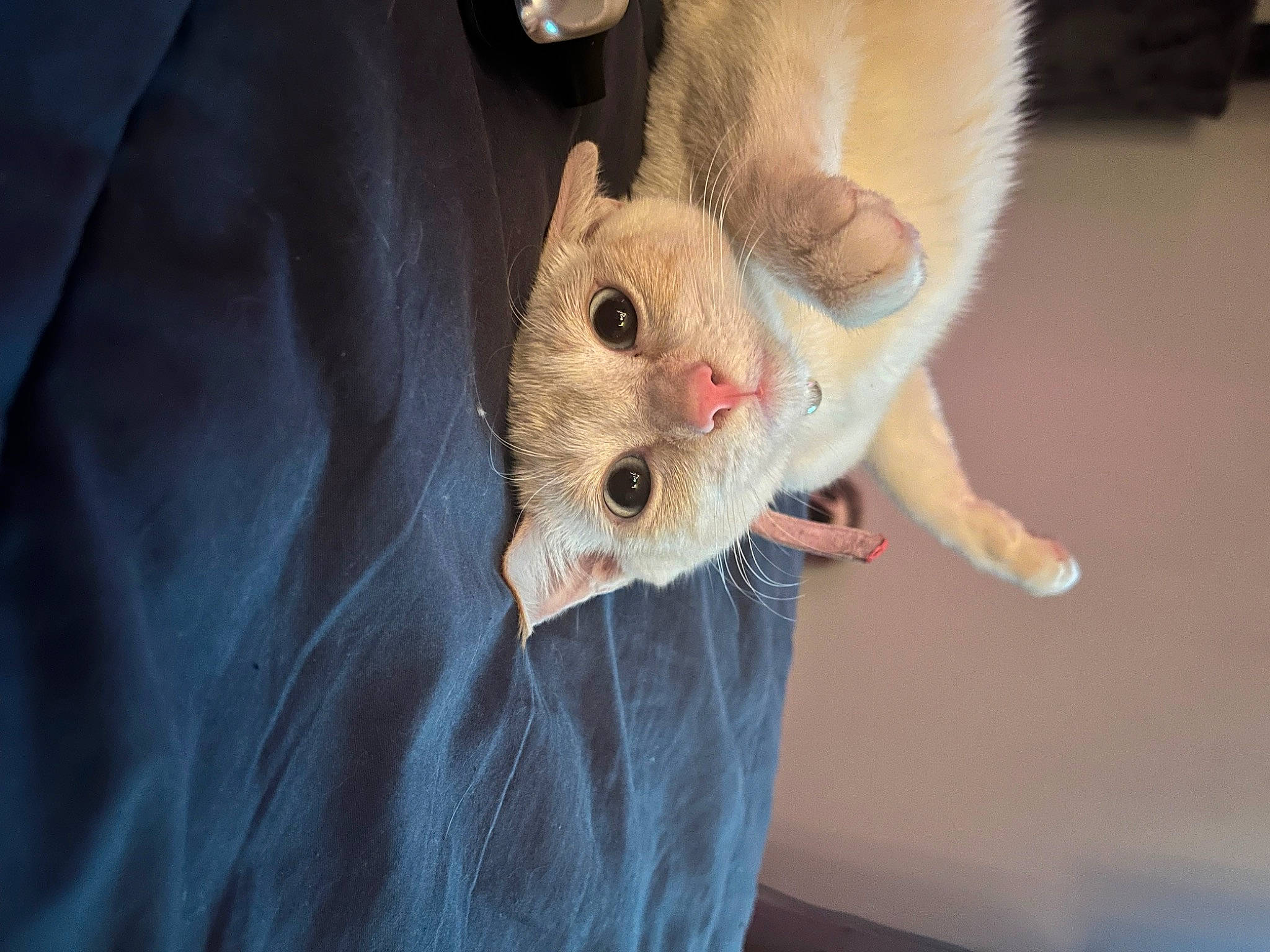 Momo is registered to the contest to win money with this photo: canidae, carnivore, claw, comfort, domestic_short_haired_cat, ear, fawn, felidae, fur, hamster, marsupial, mouse, muroidea, paw, pest, rat, rodent, small_to_medium_sized_cats, snout, whiskers