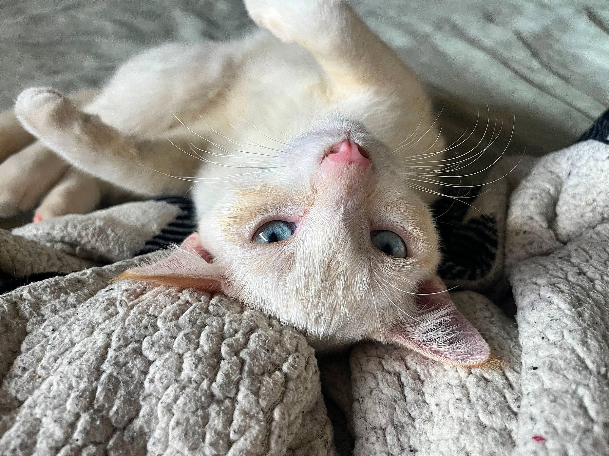 Momo joined the competition — help win amazing prizes! carnivore, cat, claw, close_up, comfort, domestic_short_haired_cat, fawn, felidae, foot, fur, gesture, nail, nap, paw, sleep, small_to_medium_sized_cats, snout, terrestrial_animal, toe, whiskers