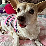 Poobie joined the competition — help win amazing prizes! dog, small_dog, sweater, pet, indoor, bed, blanket, pink, white, relaxed, cute, animal, fur, tongue_out, resting, cozy, portrait, closeup, home, decor