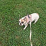 Sasha is registered to the contest to win money with this photo: dog, french_bulldog, service_dog, harness, leash, grass, outdoor, pet, animal, canine, walking, greenery, cute, looking_up, standing, short_hair, ears, snout, nature, daylight