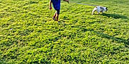 Sasha is registered to the contest to win money with this photo: child, dog, grass, outdoor, leash, walking, greenery, sunlight, trees, field, summer, blurry, casual, nature, play, young, pet, blue_shirt, daytime, back_view