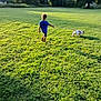 child, dog, grass, outdoor, leash, walking, greenery, sunlight, trees, field, summer, blurry, casual, nature, play, young, pet, blue_shirt, daytime, back_view