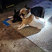 Sasha joined the competition — help win amazing prizes! dog, pets, indoor, carpet, floor, black_dog, white_dog, brown_dog, relaxing, animal, laying_down, sitting, companion, cute, two_dogs, shadow, dim_light, household, domestic, friendship