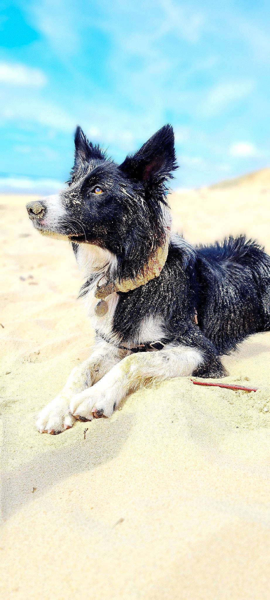 Soki a rejoint le concours — aidez-le/la à gagner de superbes lots ! beach, canidae, carnivore, collar, companion_dog, dog, dog_breed, dog_collar, fur, herding_dog, landscape, ocean, sand, sky, snout, sporting_group, tail, terrier, wind_wave, working_animal