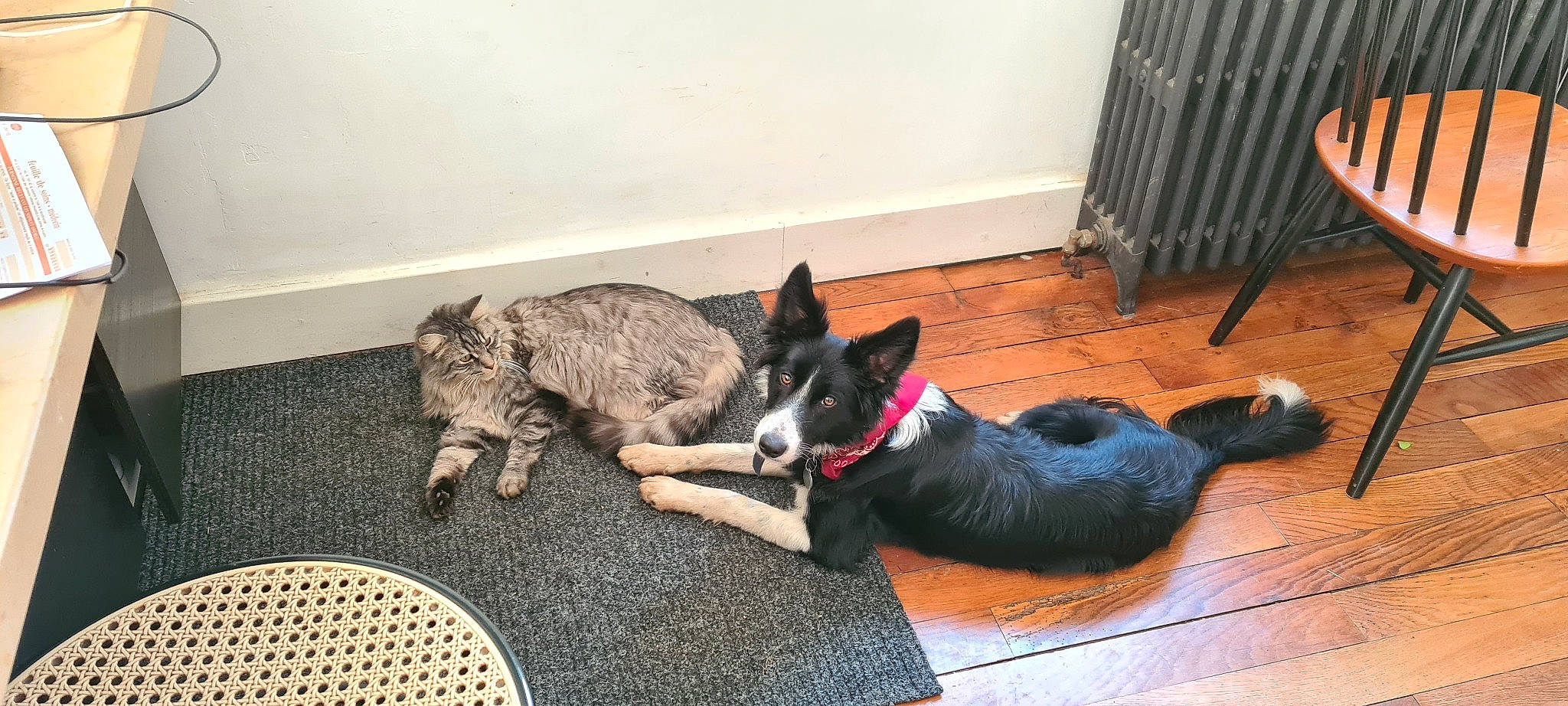 Soki a rejoint le concours — aidez-le/la à gagner de superbes lots ! australian_cattle_dog, canidae, carnivore, collar, comfort, companion_dog, dog, dog_breed, dog_supply, felidae, floor, flooring, hardwood, linens, plate, room, small_to_medium_sized_cats, tableware, tail, wood