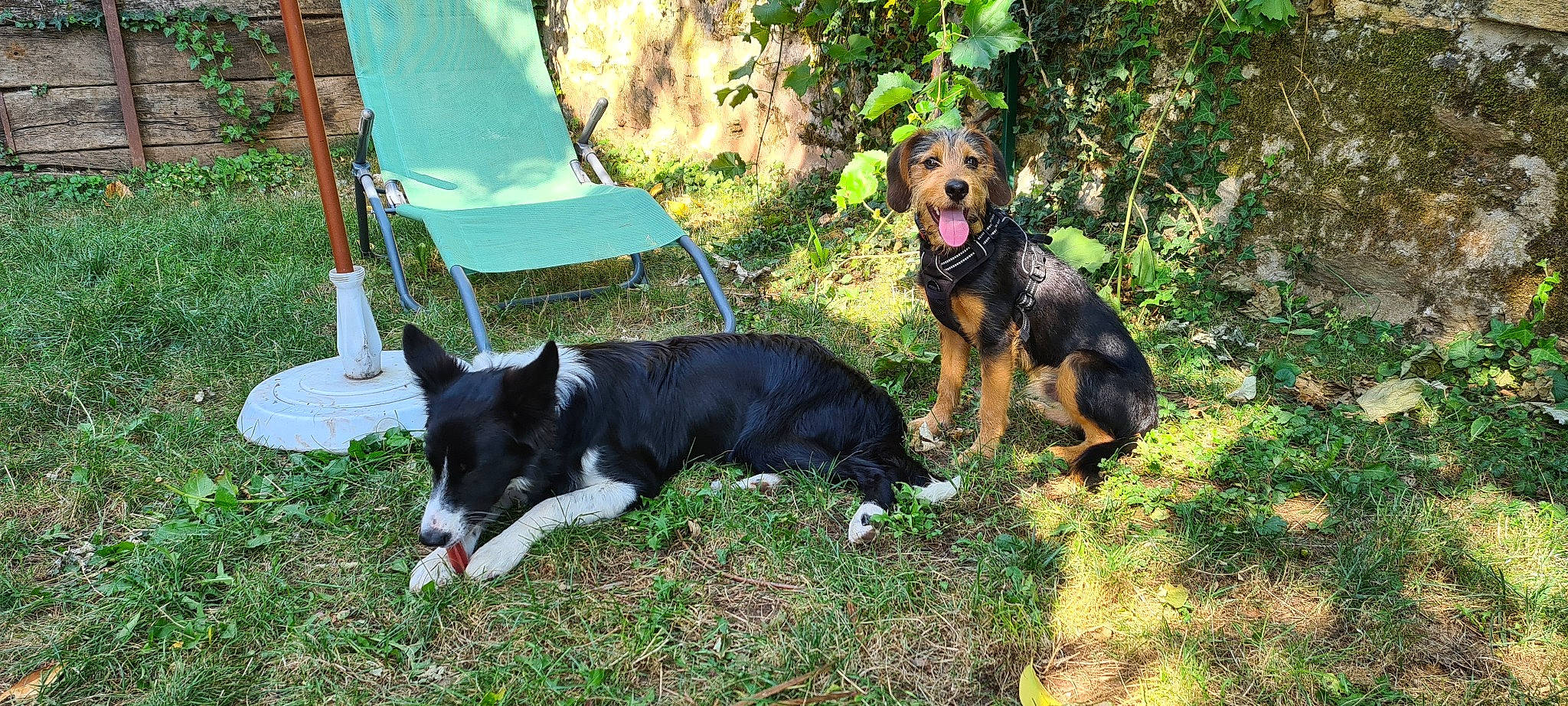 Soki participe au concours pour gagner de l'argent avec cette photo : canidae, carnivore, chair, companion_dog, dog, dog_breed, folding_chair, grass, herding_dog, hunting_dog, mammal, outdoor_furniture, plant, recreation, sporting_group, tail, working_animal, working_dog, yard