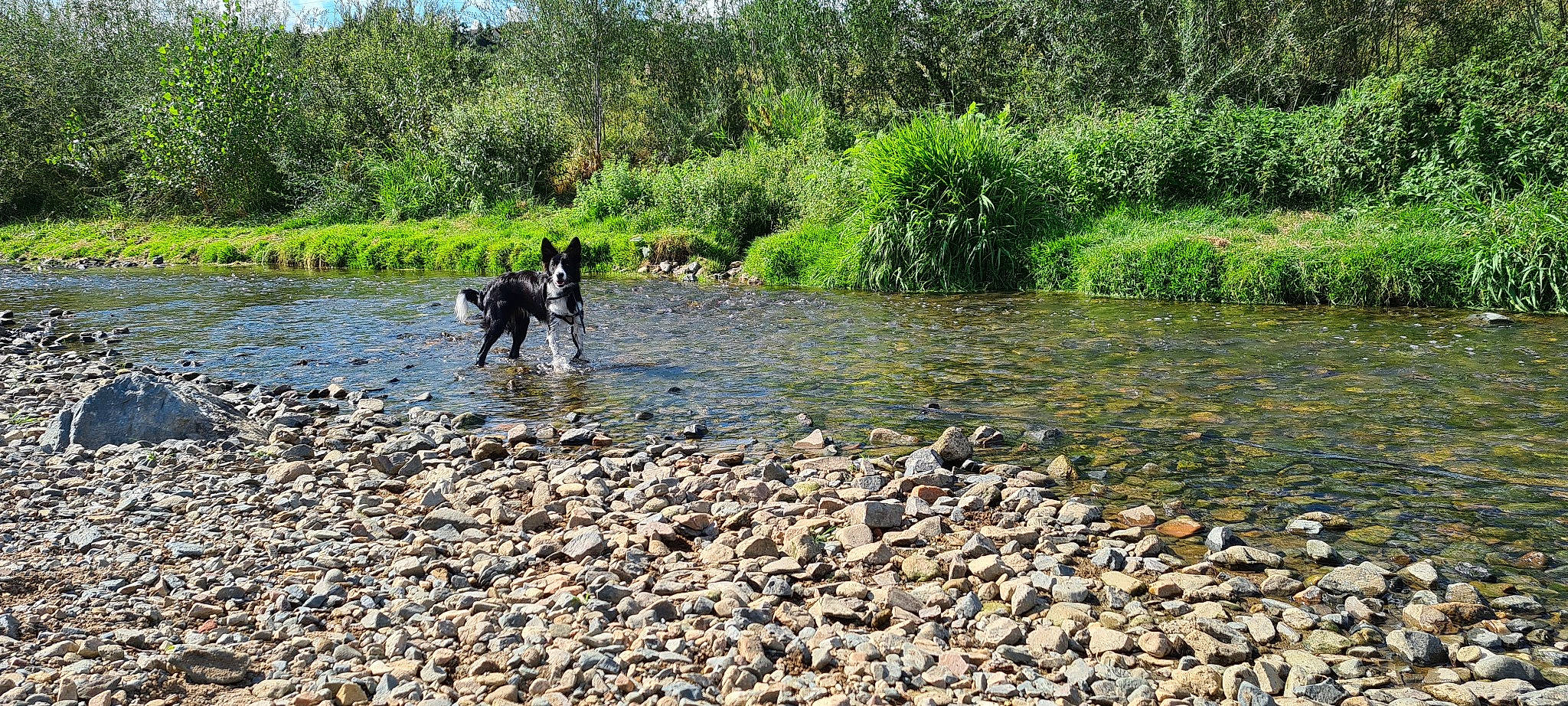Soki a rejoint le concours — aidez-le/la à gagner de superbes lots ! bank, carnivore, creek, dog, dog_breed, fluvial_landforms_of_streams, grass, lake, natural_landscape, plant, riparian_zone, sky, stream, tree, vertebrate, water, watercourse, waterway, wetland, working_animal