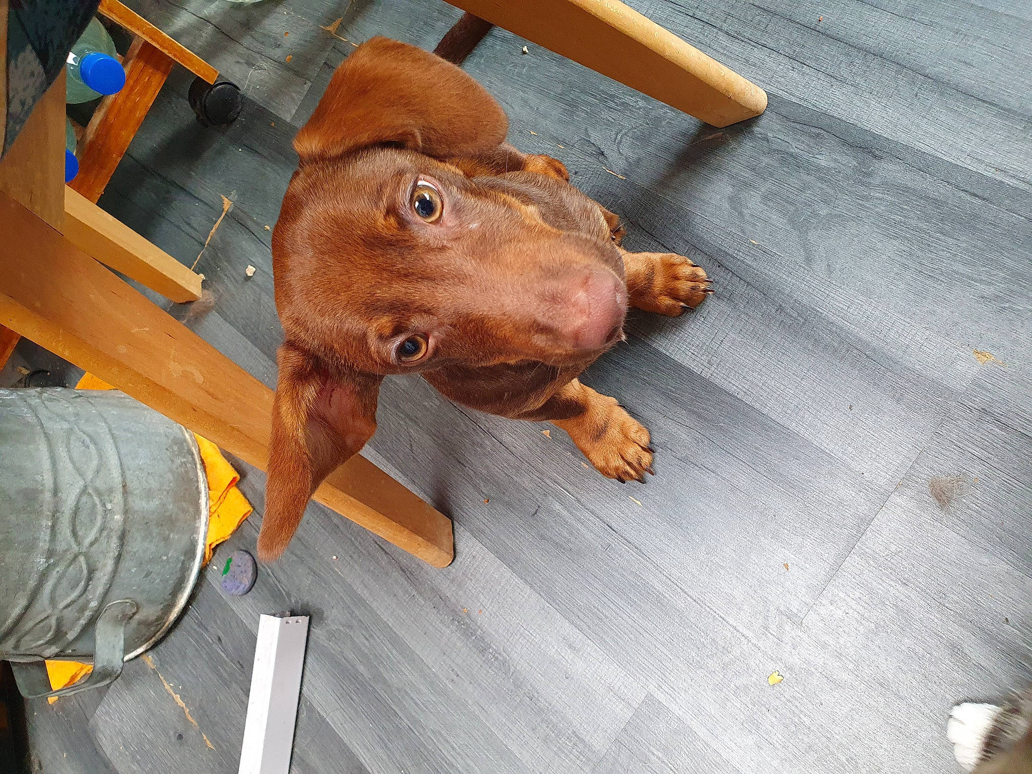 Pepito participe au concours pour gagner de l'argent avec cette photo : canidae, carnivore, companion_dog, dog, dog_breed, fawn, flooring, hardwood, hat, liver, livestock, metal, snout, sporting_group, varnish, wood, working_animal