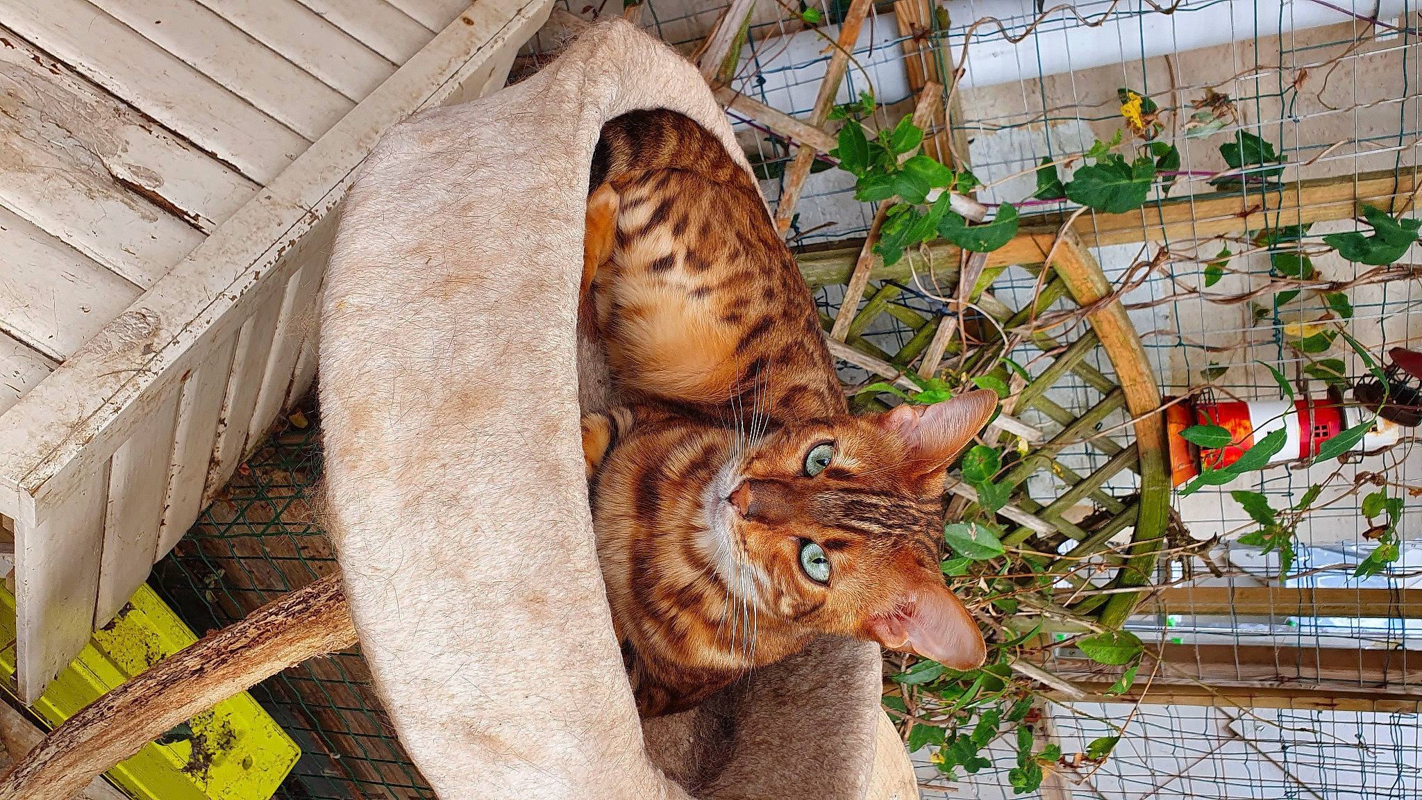 Ralf participe au concours pour gagner de l'argent avec cette photo : art, big_cats, carnivore, cat, fawn, felidae, fur, grass, natural_material, plant, small_to_medium_sized_cats, snout, tail, terrestrial_animal, tree, trunk, vertebrate, whiskers, wildlife, wood