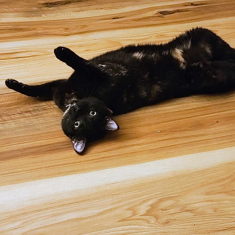 Luckie joined the competition — help win amazing prizes! animal, black_cat, cat, curious, cute, decor, domestic, feline, figurines, floor, home, indoor, looking_up, pet, playful, relaxed, shelf, toy, vintage_electronics, wooden_floor