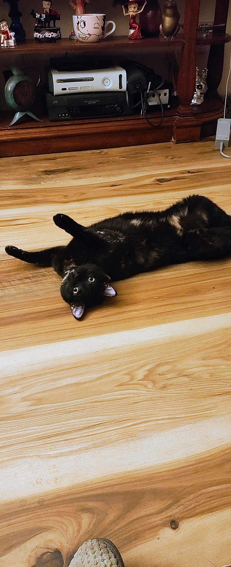 Luckie joined the competition — help win amazing prizes! black_cat, cat, pet, floor, wooden_floor, shelf, figurines, vintage_electronics, relaxed, indoor, animal, cute, feline, looking_up, home, decor, toy, playful, curious, domestic