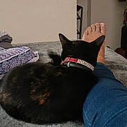 Luckie joined the competition — help win amazing prizes! cat, black_cat, collar, pet, indoor, bed, blanket, person, leg, jeans, foot, clothing, hanger, wall, relaxation, cozy, furniture, home, resting, animal