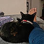 cat, black_cat, collar, pet, indoor, bed, blanket, person, leg, jeans, foot, clothing, hanger, wall, relaxation, cozy, furniture, home, resting, animal