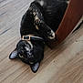 Luckie is registered to the contest to win money with this photo: cat, black_cat, playing, floor, wooden_floor, chair_leg, collar, pet, animal, indoor, cute, fur, relaxed, lying_down, domestic_cat, whiskers, ears, paws, looking_up, home