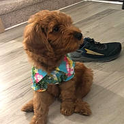 Cooper joined the competition — help win amazing prizes! puppy, dog, indoor, floor, staircase, shoe, brown_fur, pet, canine, cute, sitting, colorful_clothing, hawaiian_shirt, curious, young, domestic_animal, fluffy, side_view, wooden_floor, house