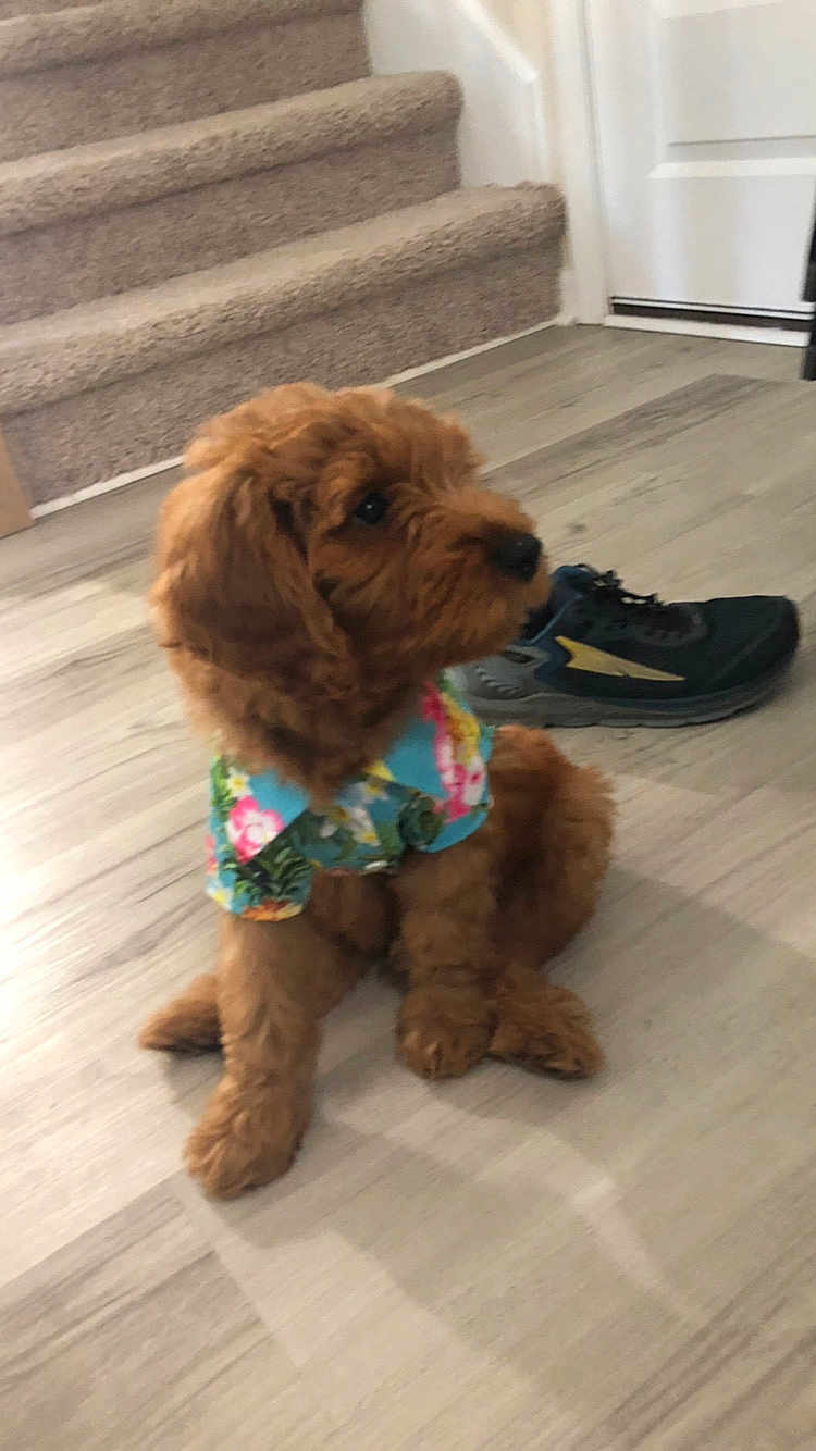 Cooper joined the competition — help win amazing prizes! puppy, dog, indoor, floor, staircase, shoe, brown_fur, pet, canine, cute, sitting, colorful_clothing, hawaiian_shirt, curious, young, domestic_animal, fluffy, side_view, wooden_floor, house