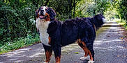 Vedette participe au concours pour gagner de l'argent avec cette photo : dog, bernese_mountain_dog, canine, animal, outdoor, forest, path, trees, greenery, nature, sunlight, happy, pet, walking, fur, tail, mammal, companionship, summer, scenery