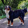 dog, bernese_mountain_dog, canine, animal, outdoor, forest, path, trees, greenery, nature, sunlight, happy, pet, walking, fur, tail, mammal, companionship, summer, scenery
