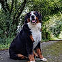 Vedette a rejoint le concours — aidez-le/la à gagner de superbes lots ! dog, bernese_mountain_dog, animal, pet, canine, outdoor, forest, trees, path, nature, greenery, fur, sitting, happy, tongue_out, mammal, leafy, daylight, friendly, portrait